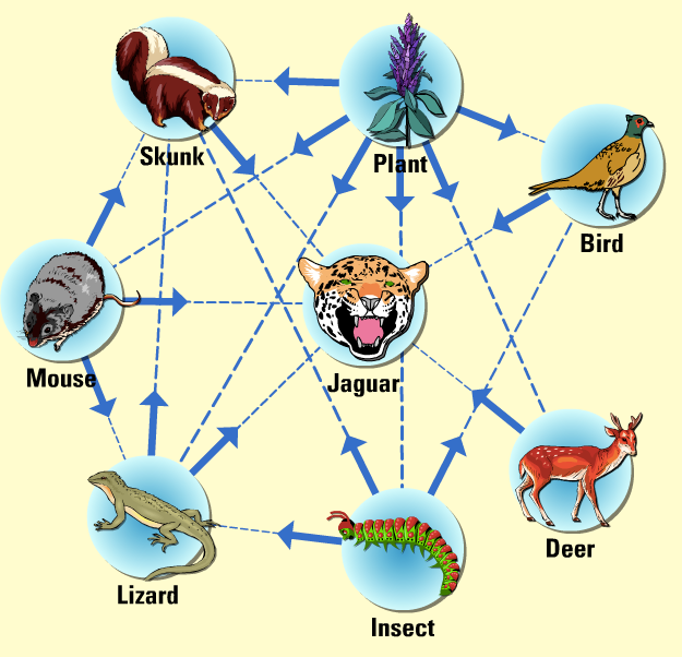 Temperate Forest Food Chain and Food Web - TEMPERATE FOREST